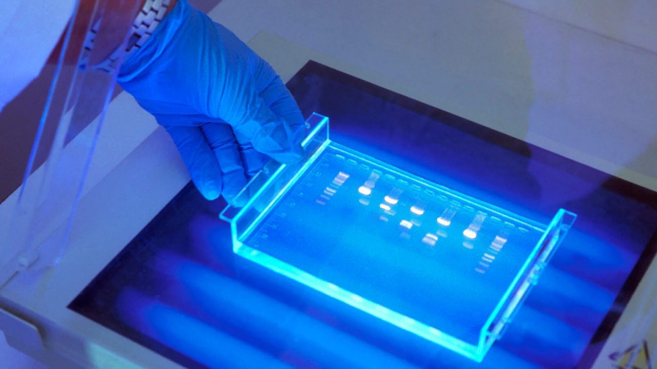 ¿Cómo funciona un equipo de electroforesis? Kalstein Colombia